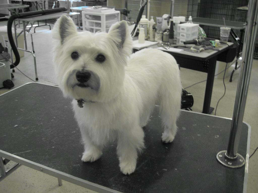 Pictures for Green Dog Grooming Spa and Dog Wash in York, ME 03909